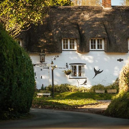 Brace Of Pheasants Alton Pancras Exterior foto